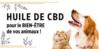 Huile CBD pour animaux