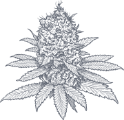 CBD/HHC/THCPO/H4CBD Fleurs et Pollens